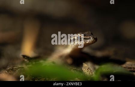 Fransenechse oder Anoli, Tortuguero Nationalpark, Costa Rica Stockfoto