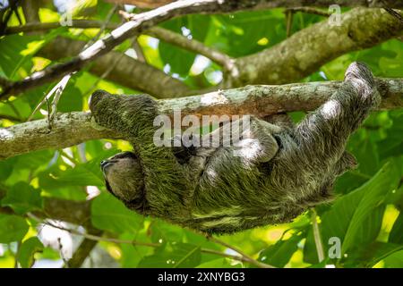 Bradypus variegatus (Bradypus variegatus) mit Baby, Jungtier, klettern auf einen Baum, Cahuita Nationalpark, Costa Rica Stockfoto