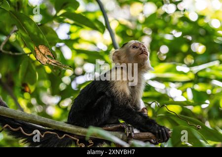 Weißkopf-Kapuziner (Cebus-Imitator) in einem Baum, Cahuita-Nationalpark, Costa Rica Stockfoto