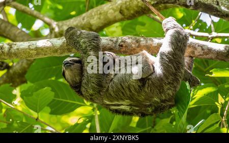 Bradypus variegatus (Bradypus variegatus) mit Baby auf einem Baum, Cahuita Nationalpark, Costa Rica Stockfoto