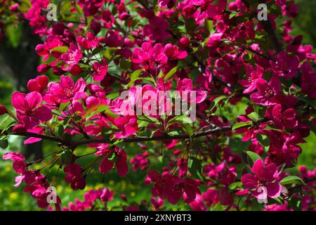 Malus „Prairifire“, Krabbenapfelbaum mit dunkelrosa roten Blüten im Frühjahr, Quebec, Kanada Stockfoto