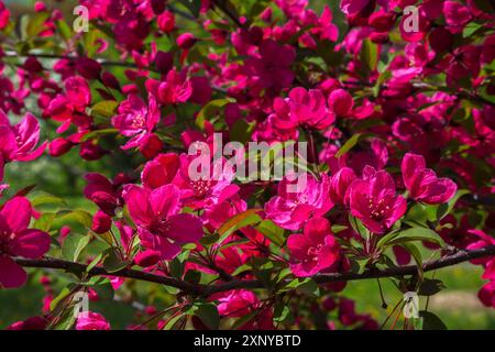 Malus „Prairifire“, Krabbenapfelbaum mit dunkelrosa roten Blüten im Frühjahr, Quebec, Kanada Stockfoto