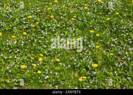 Grüner Gras mit gelbem Taraxacum officinale, Löwenzahnblüten und malvenblühenden Viola, Violet Pflanzen im Frühjahr, Quebec, Kanada Stockfoto