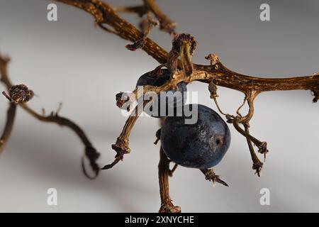 Dunkelblaue Traubenbeeren auf Zweigen Makroaufnahme Stockfoto