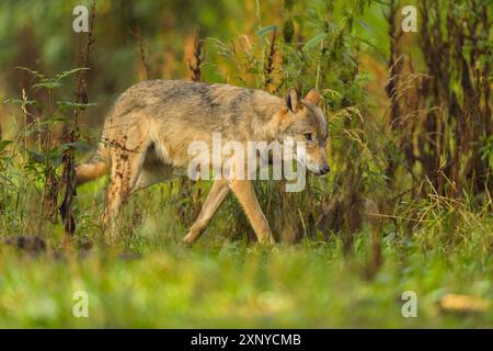 Wolf (Canis Lupus), Wolf, der durch einen grünen Wald streift, Sommer, Deutschland Stockfoto