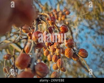 Oleaster-Zweig mit einem Haufen wilder Beeren. Elaeagnus angustifolia Nahaufnahme natürliche gesunde Früchte, die im Spätherbst Reifen. Russische Olive oder Stockfoto