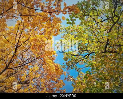 Blick unter mehrfarbigen Ahorn-, Eichen- und Lindenbäumen. Herbstlaub mit verschiedenen Farben, grün, gelb und orange Stockfoto