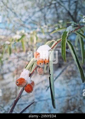 Großaufnahme Oleaster-Baumzweig mit einem Haufen wilder Beeren, die mit Schnee bedeckt sind. Elaeagnus angustifolia Früchte oder russische Oliven Silberbeere im Winter Stockfoto