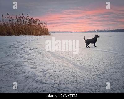 Wunderschöne Wintersonnenuntergangsszene mit einem Hund, der auf dem Eis des gefrorenen Sees spaziert Stockfoto