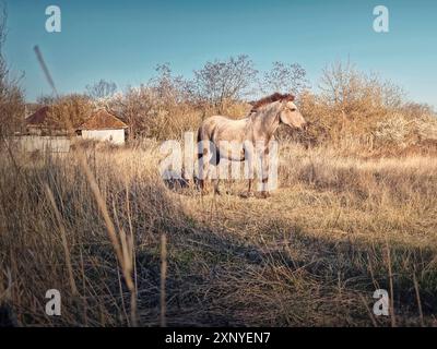 Graues und braunes Pferd auf der trockenen Grasweide in der Nähe des Dorfes. Ländliche Bauernhofszene im Frühjahr Stockfoto