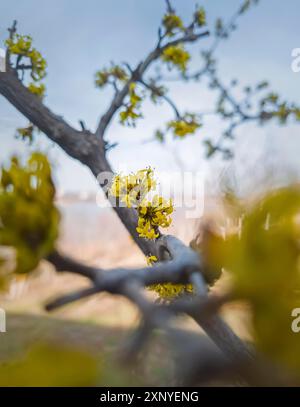 Schließen Sie die gelben Blüten von Cornus MAS, der Cornelianischen Kirsche, Europäischer Kornel oder Hartholz. Frühling blühender Baum Stockfoto