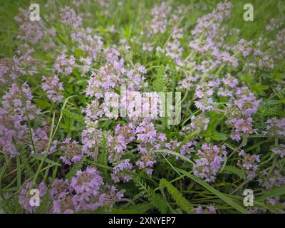 Blühendes wildes, kriechendes Thymiankraut mit rosa Blüten. Thymus Serpyllum Pflanze Stockfoto