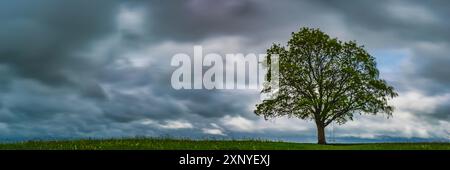 Ahornbaum (Acer pseudoplataus) bei Kornhofen, Allgäuer Alpenvorland, Allgäuer, Bayern, Deutschland Stockfoto