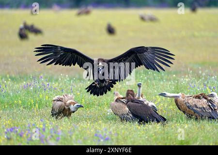 Eurasischer Kaninergeier (Aegypius monachus) landet auf einem Futterplatz zwischen Gänsegeiern, Castillia y Leon, Spanien Stockfoto