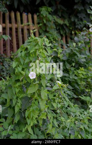 Größerer Bindweed (Calystegia sepium), Holzzaun, Gartenzaun, Pflanze, Sommer, Juli, Schwäbisch Hall, Heilbronn-Franken, Hohenlohe Stockfoto