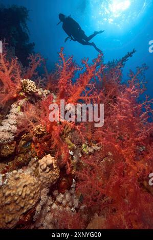 Kolonie von roten Weichkorallen (Dendronephthya), die in farbenfrohen Korallenriffen auf Korallenblöcken aus Hartkorallen (Scleractinia) wächst, im Hintergrund oben Stockfoto