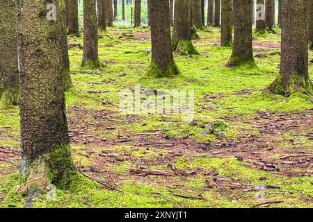 Eine dicke Decke aus grünem Moos bedeckt den Waldboden in einem europäischen Wald. Stockfoto