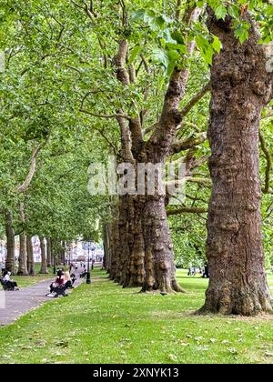 Vertikale Aufnahme zeigt unbekannte Menschen, die die alten, mächtigen Bäume des Londoner Green Park genießen. Stockfoto
