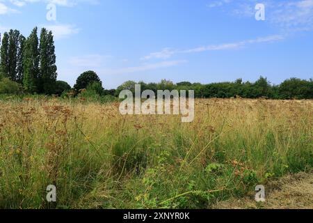 Grasbewachsene Wälder in der Landschaft von North Kent Stockfoto