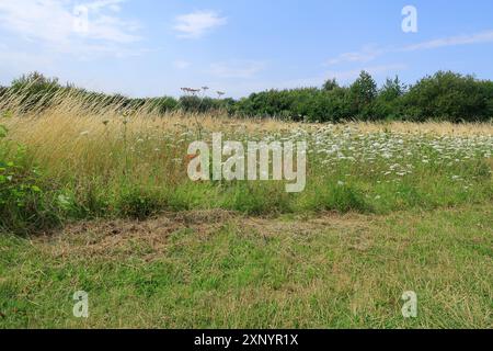 Wilde Blumen im grünen Gras und in den Wäldern der Landschaft von North Kent Stockfoto