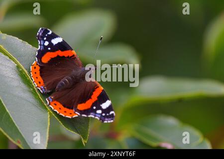 Roter Admiral (Vanessa atalanta), Pyrameis atalanta, Schmetterling, Schmetterling, Insekt, Insekten, (Aglais io), Amrum, Nordfriesland, Schleswig-Holstein Stockfoto