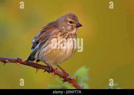 Linnet, Common Linnet, Eurasisches Linnet, (Carduelis cannabin), (Acanthis cannabina), Linotte mElodieuse, Pardillo ComË Stockfoto