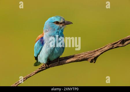 Europäische Walze (Coracias garrulus), auf Barsch, Tower Hide, Tiszaalpar, Kiskunsagi Nationalpark, Bacs-Kiskun, Ungarn Stockfoto