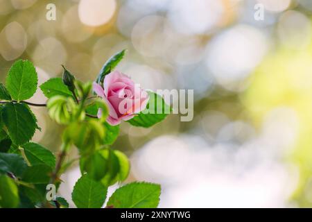 Zarte rosafarbene Rose blüht inmitten üppiger grüner Blätter im sonnendurchfluteten Frühlingsgarten Stockfoto