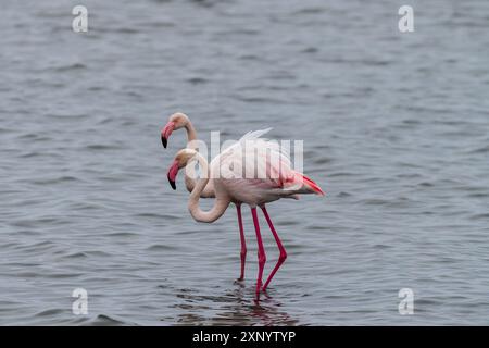 Greater Flamingos - Phoenicopterus roseus - entlang der Küste von Walvis Bay, Namibia. Stockfoto