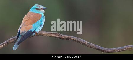 Europäische Walze (Coracias garrulus), auf Barsch, Hides de El Taray / Roller Hide, Villafranca de los Caballeros, Castilla La Mancha / Toledo, Spanien Stockfoto