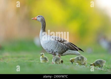 Graugans, Anser Anser, Flugfoto, Seitenansicht, Gans mit vier Küken, Gänse mit vier Küken, Gänse, Wagbachniederung, Baden-WÂ¸rttemberg, Deutschland Stockfoto