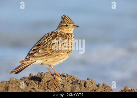 Skylark, Eurasian Sky Lark, Eurasian Skylark, Alauda arvensis, Alouette des champs, Alondra ComË, Erpolzheim, Bezirk Bad Duerkheim Stockfoto