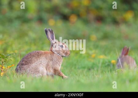 Europäisches Kaninchen (Oryctolagus cuniculus), Europäisches Kaninchen, gewöhnliches Kaninchen, conejo comun, conejo europeo, lapin de garenne, Lapin Commun, Amrum Stockfoto