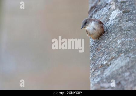 Eurasischer Felsen martin (Ptyonoprogne rupestris), Hirundo rupestris, Hirondelle de rochers, AviUn Roquero, Salorino, Extremadura / Caceres, Spanien Stockfoto