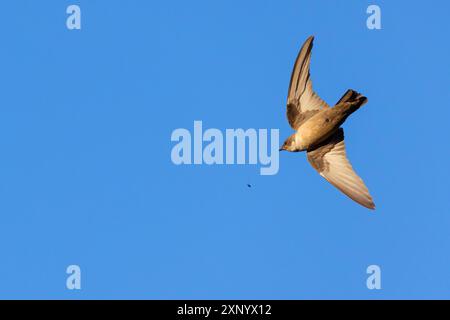 Eurasischer Felsen martin (Ptyonoprogne rupestris), Hirundo rupestris, Hirondelle de rochers, AviUn Roquero, Salorino, Extremadura / Caceres, Spanien Stockfoto