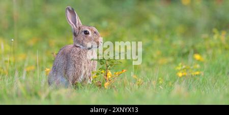 Europäisches Kaninchen (Oryctolagus cuniculus), Europäisches Kaninchen, gewöhnliches Kaninchen, conejo comun, conejo europeo, lapin de garenne, Lapin Commun, Amrum Stockfoto