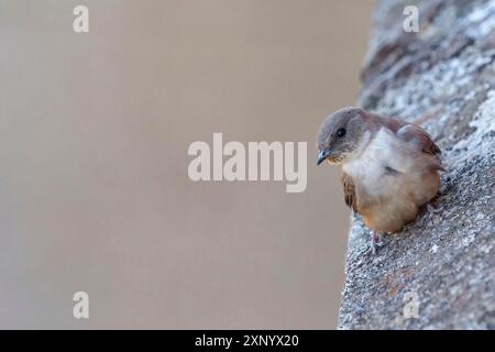 Eurasischer Felsen martin (Ptyonoprogne rupestris), Hirundo rupestris, Hirondelle de rochers, AviUn Roquero, Salorino, Extremadura / Caceres, Spanien Stockfoto