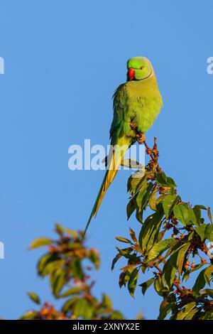 Rosenringsittich, Ringsittich, (Psittacula krameri), Mannheim, Baden-WÂ¸rttemberg, Deutschland Stockfoto