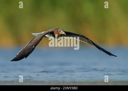 Hemprich's Möwe, (Larus hemprichii), mittelgroß, rostiges Braun, Flugfoto, Raysut, Salalah, Dhofar, Oman Stockfoto