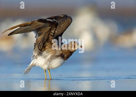 Hemprich's Möwe (Larus hemprichii), mittelgroß, rostig braun, Raysut, Salalah, Dhofar, Oman Stockfoto