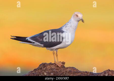 Gelbbeinmöwe (Larus michahellis), Hides de Calera / Steppe Raptors, Calera Y Chozas, Castilla La Mancha / Toledo, Spanien Stockfoto