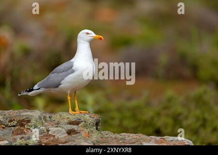 Gelbbeinmöwe (Larus michahellis), Hides de Calera / Steppe Raptors, Calera Y Chozas, Castilla La Mancha / Toledo, Spanien Stockfoto