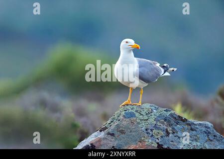 Gelbbeinmöwe (Larus michahellis), Hides de Calera / Steppe Raptors, Calera Y Chozas, Castilla La Mancha / Toledo, Spanien Stockfoto