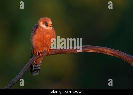 Rotfußfalke (Falco vespertinu), Stehstation, Falkenfamilie, Tower Hide, Tiszaalpar, Kiskunsagi Nationalpark, Bacs-Kiskun, Ungarn Stockfoto