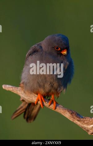 Rotfußfalke (Falco vespertinu), Stehstation, Falkenfamilie, Tower Hide, Tiszaalpar, Kiskunsagi Nationalpark, Bacs-Kiskun, Ungarn Stockfoto