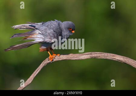 Rotfußfalke (Falco vespertinu), Stehstation, Falkenfamilie, Tower Hide, Tiszaalpar, Kiskunsagi Nationalpark, Bacs-Kiskun, Ungarn Stockfoto