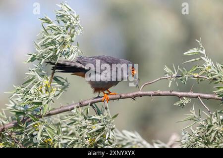 Rotfußfalke (Falco vespertinu), Stehstation, Falkenfamilie, Tower Hide, Tiszaalpar, Kiskunsagi Nationalpark, Bacs-Kiskun, Ungarn Stockfoto