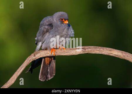 Rotfußfalke (Falco vespertinu), Stehstation, Falkenfamilie, Tower Hide, Tiszaalpar, Kiskunsagi Nationalpark, Bacs-Kiskun, Ungarn Stockfoto