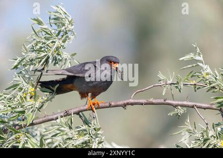 Rotfußfalke (Falco vespertinu), Stehstation, Falkenfamilie, Tower Hide, Tiszaalpar, Kiskunsagi Nationalpark, Bacs-Kiskun, Ungarn Stockfoto