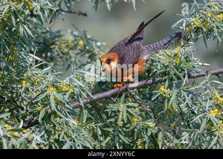 Rotfußfalke (Falco vespertinu), Falkenfamilie, Tower Hide, Tiszaalpar, Nationalpark Kiskunsagi, Bacs-Kiskun, Ungarn Stockfoto